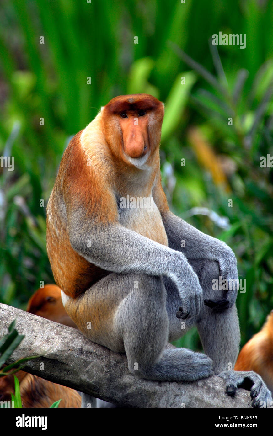 Alpha male proboscis monkey sitting,Sandakan,Sabah,Borneo,Malaysia Stock Photo