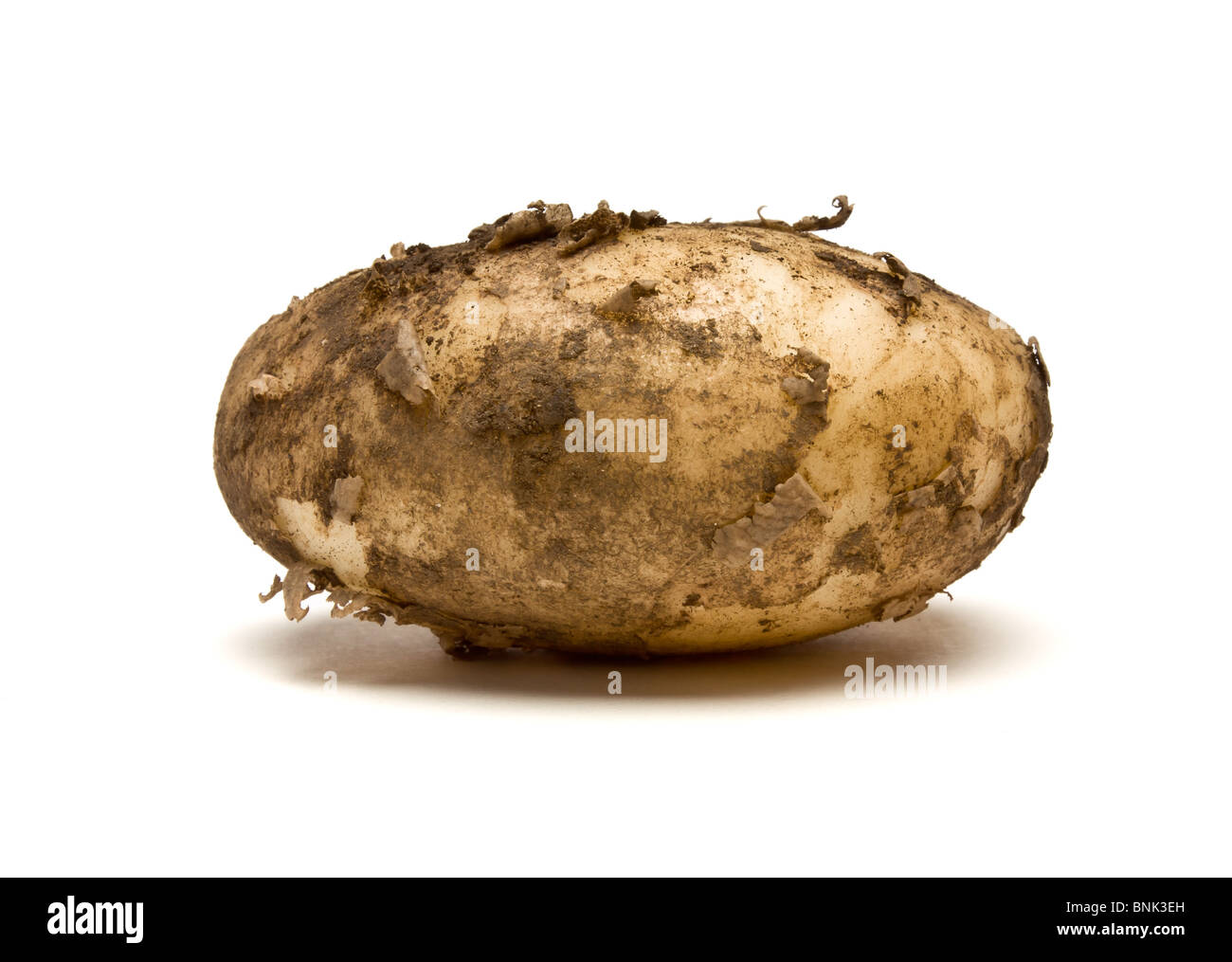 Lincoln new Potatoes from low perspective isolated against white background. Stock Photo