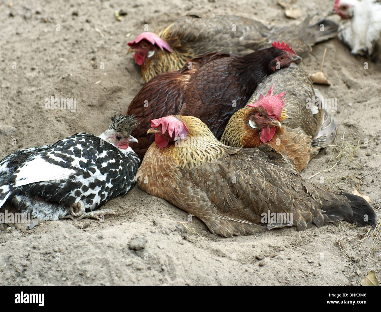 Chicken species hires stock photography and images Alamy