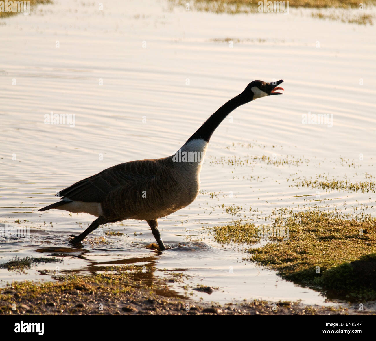 canada goose brandon mb canada goose brandon mb