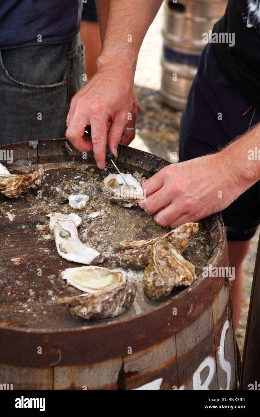 Oysters being opened ready for consumption. Stock Photo