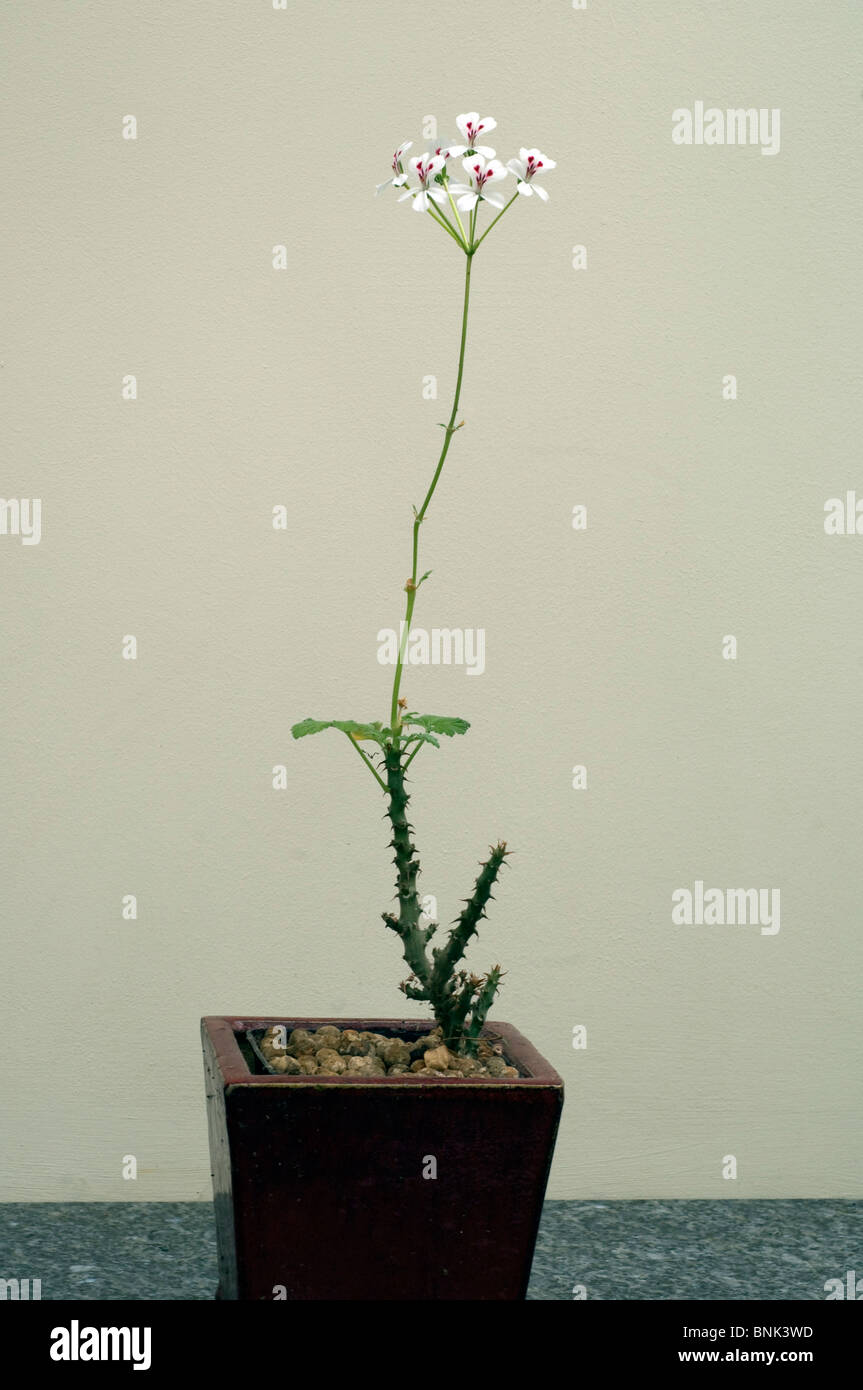 A flowering Hedgehog Geranium also known as a Pelargonium Echium or Sweetheart Geranium, in a pot.. Stock Photo