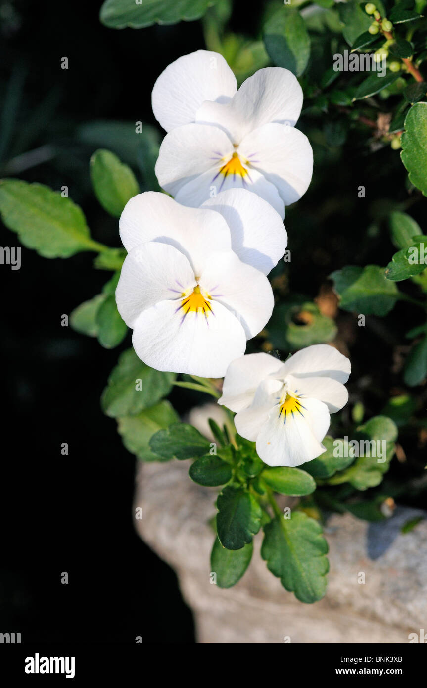 White violet viola alba in evening light Stock Photo