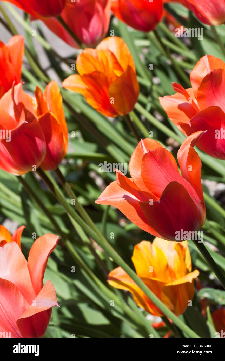 Tulip Time Festival Dutch Holland Michigan in USA tulips orange Marjolein flowers overhead nobody phone wallpaper for mobile wallpapers hi-res Stock Photo