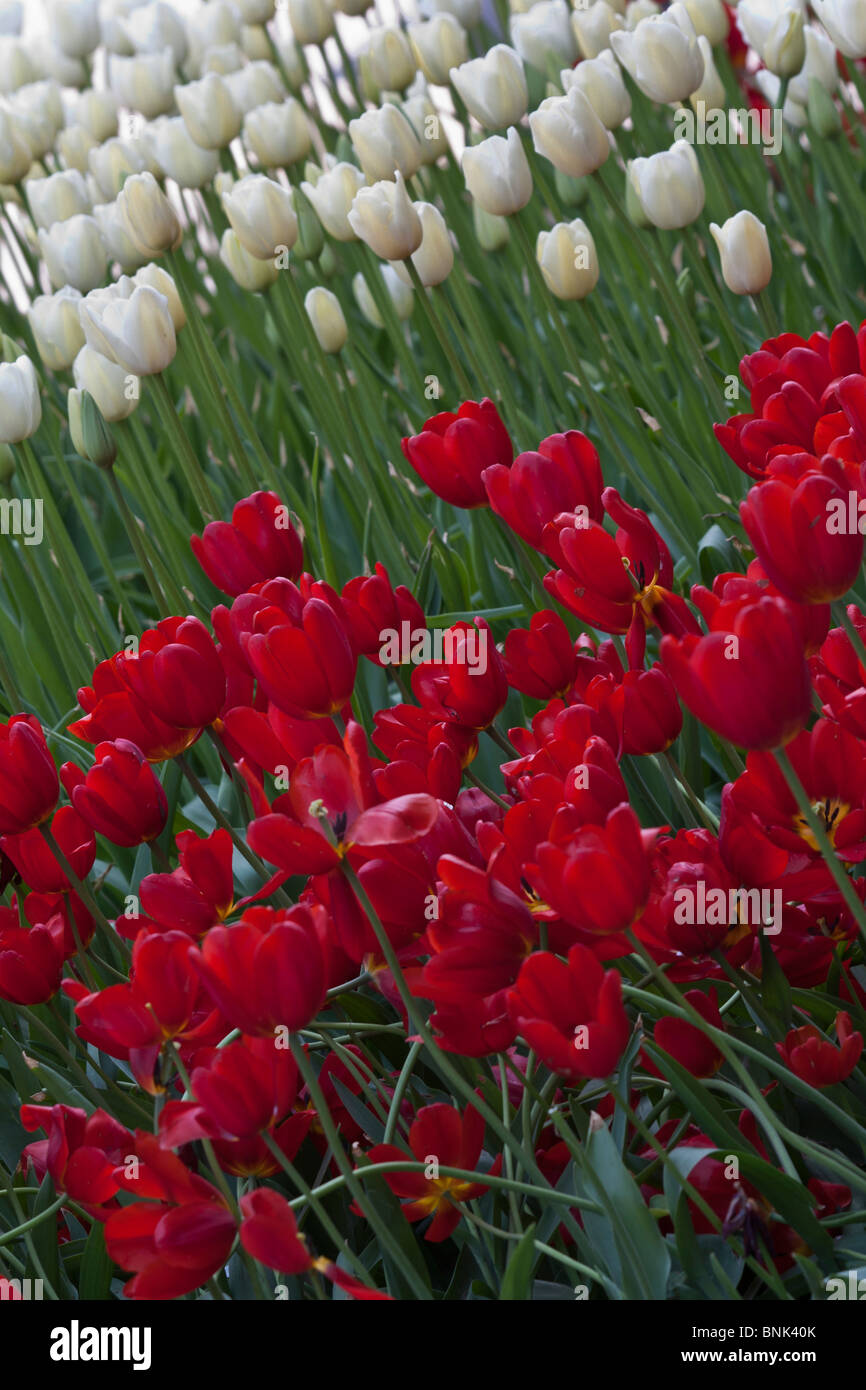 White tulips Triumphator with red Georgette nobody none from above overhead top view of beautiful rural nature in USA US hi-res Stock Photo