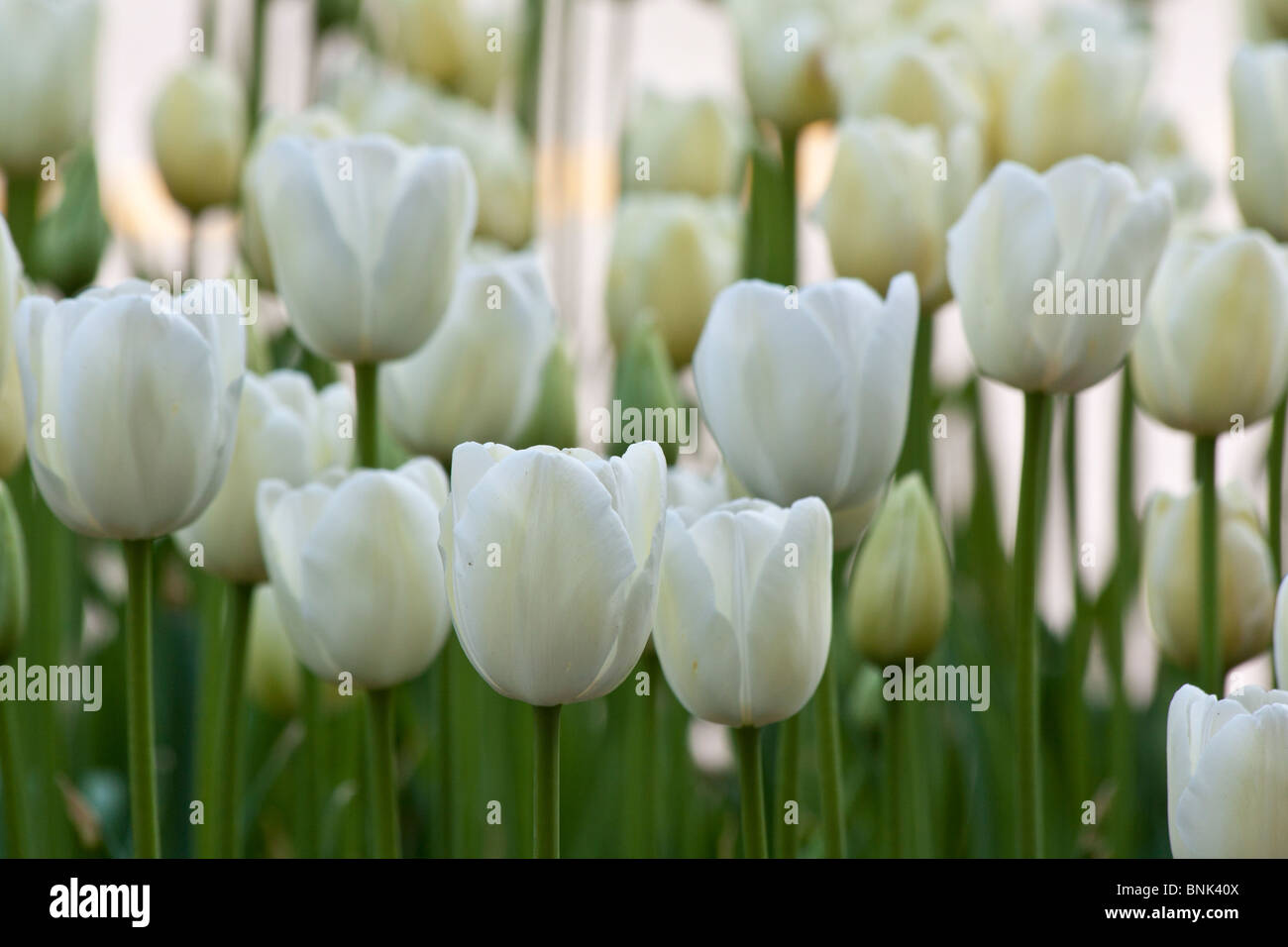 Tulip Time Festival Dutch Holland Michigan in USA white tulips Triumphator nobody front view phone wallpaper for mobile wallpapers hi-res Stock Photo
