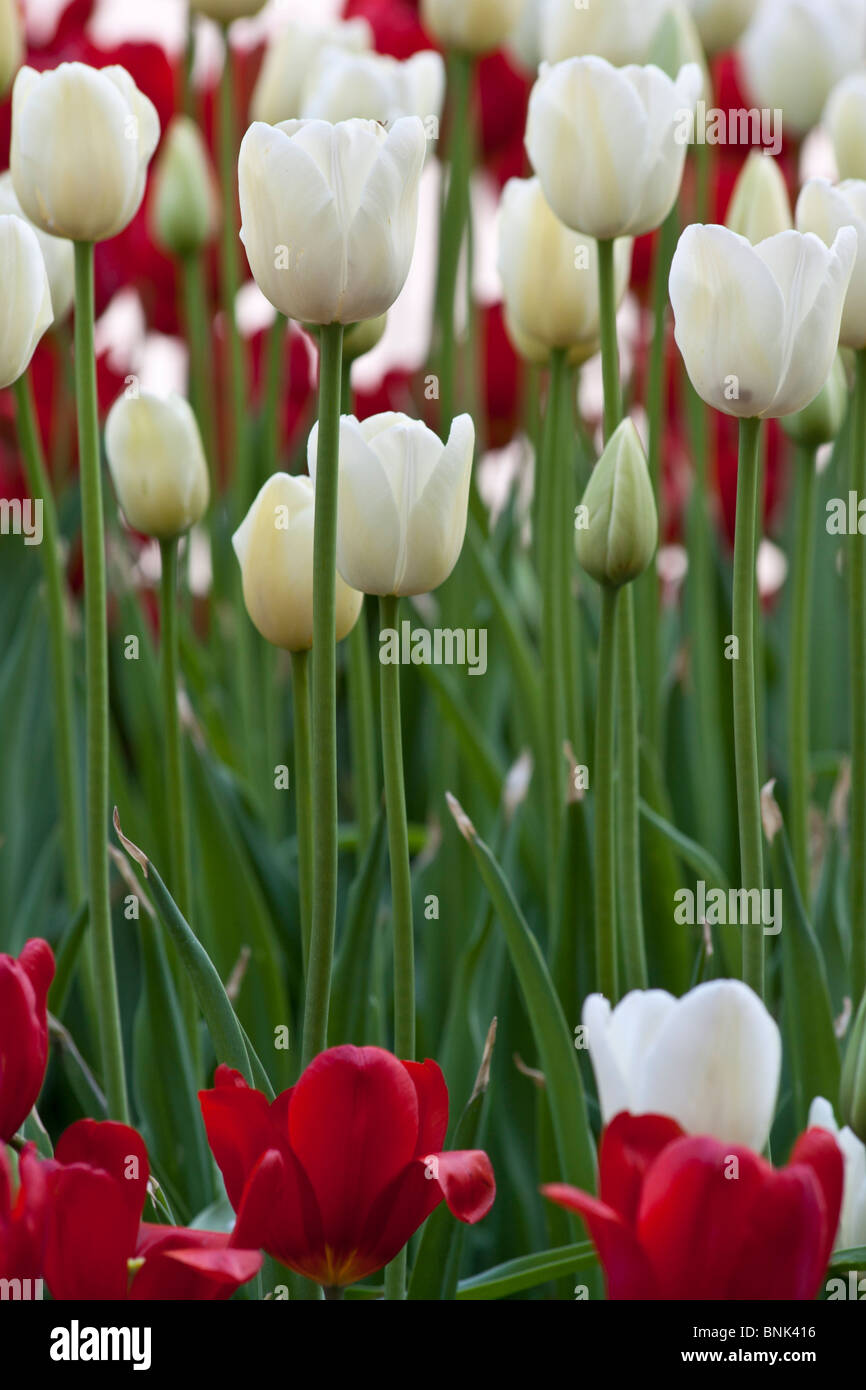 Tulip Time Festival Dutch Holland Michigan in USA white tulips Triumphator nobody front view phone wallpaper for mobile wallpapers hi-res Stock Photo