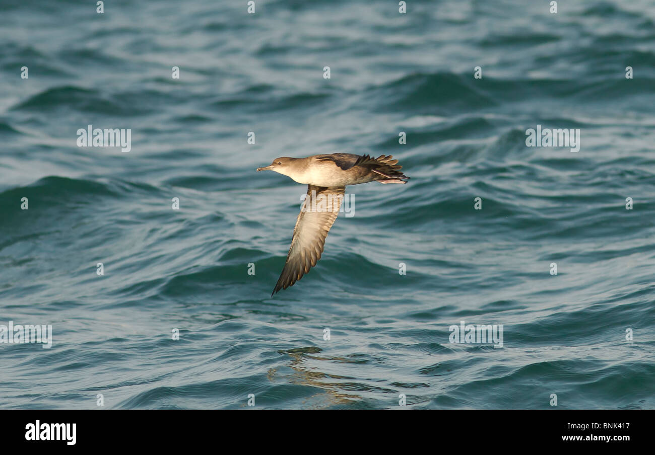 Balearic Shearwater Puffinus mauretanicus in flight over the sea Dorset UK Stock Photo