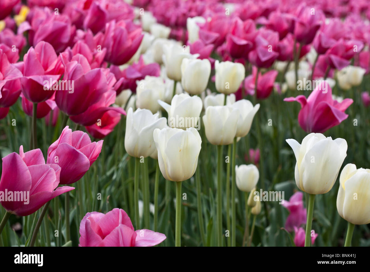 Tulip Time Dutch Festival Holland MI in USA  white Triumphator from above wallpaper phone for mobile wallpapers arrived arrival finally is here hi-res Stock Photo