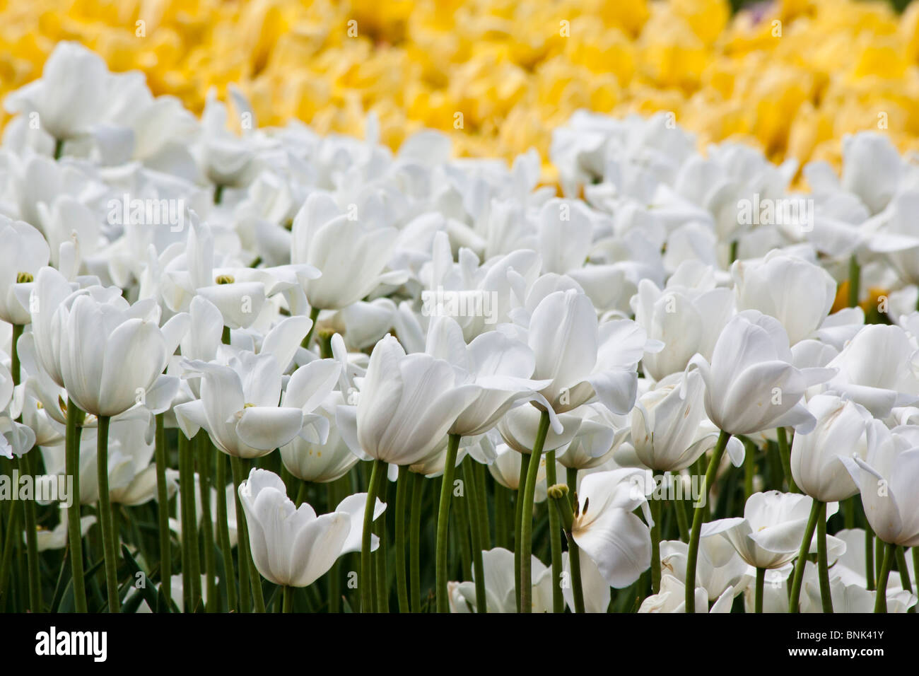 Tulip Time Festival Dutch Holland Michigan in USA white tulips Triumphator nobody top view overhead backgrounds premium luxury  wallpaper hi-res Stock Photo