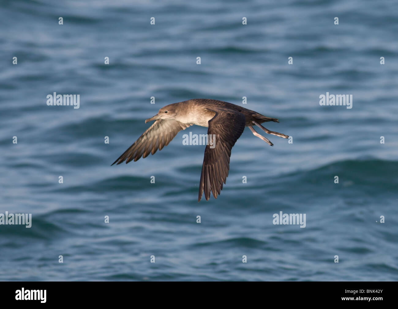Balearic Shearwater Puffinus mauretanicus in flight over the sea Dorset UK Stock Photo