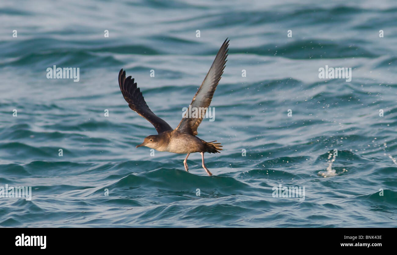 Balearic Shearwater Puffinus mauretanicus running on the sea to take off Dorset UK Stock Photo