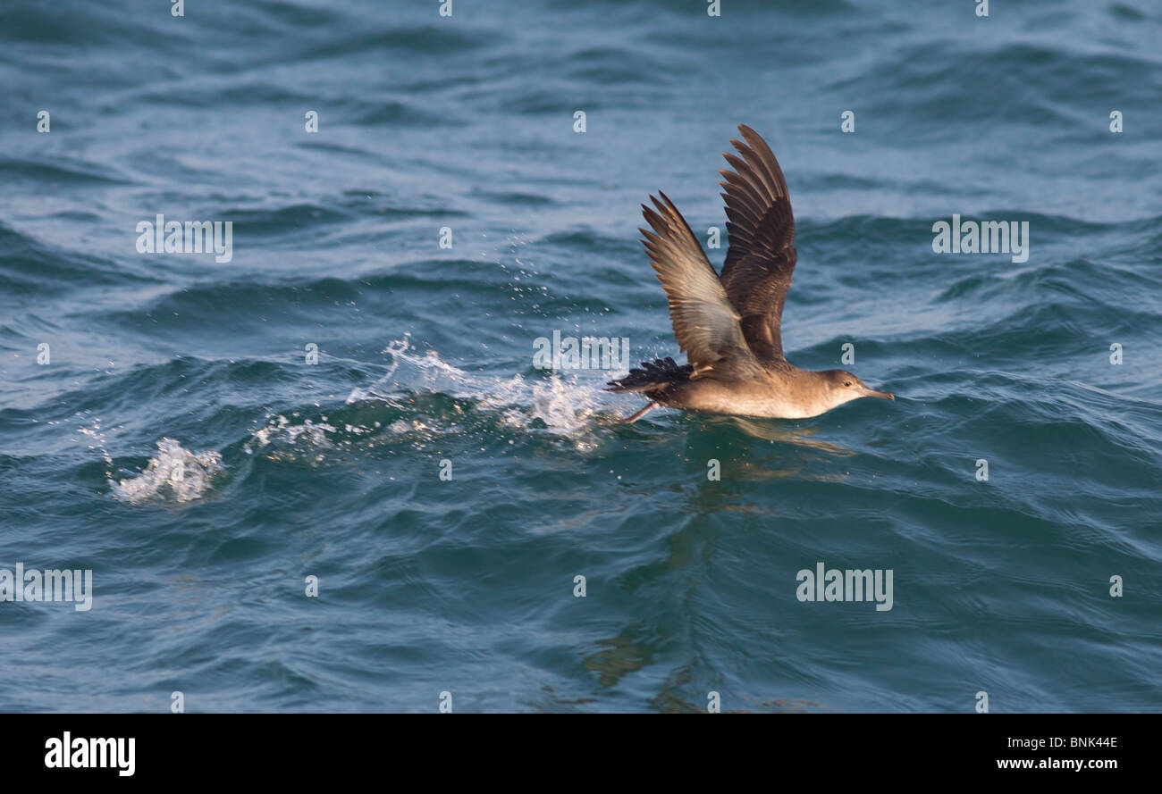 Balearic Shearwater Puffinus mauretanicus running on the sea to take off Dorset UK Stock Photo