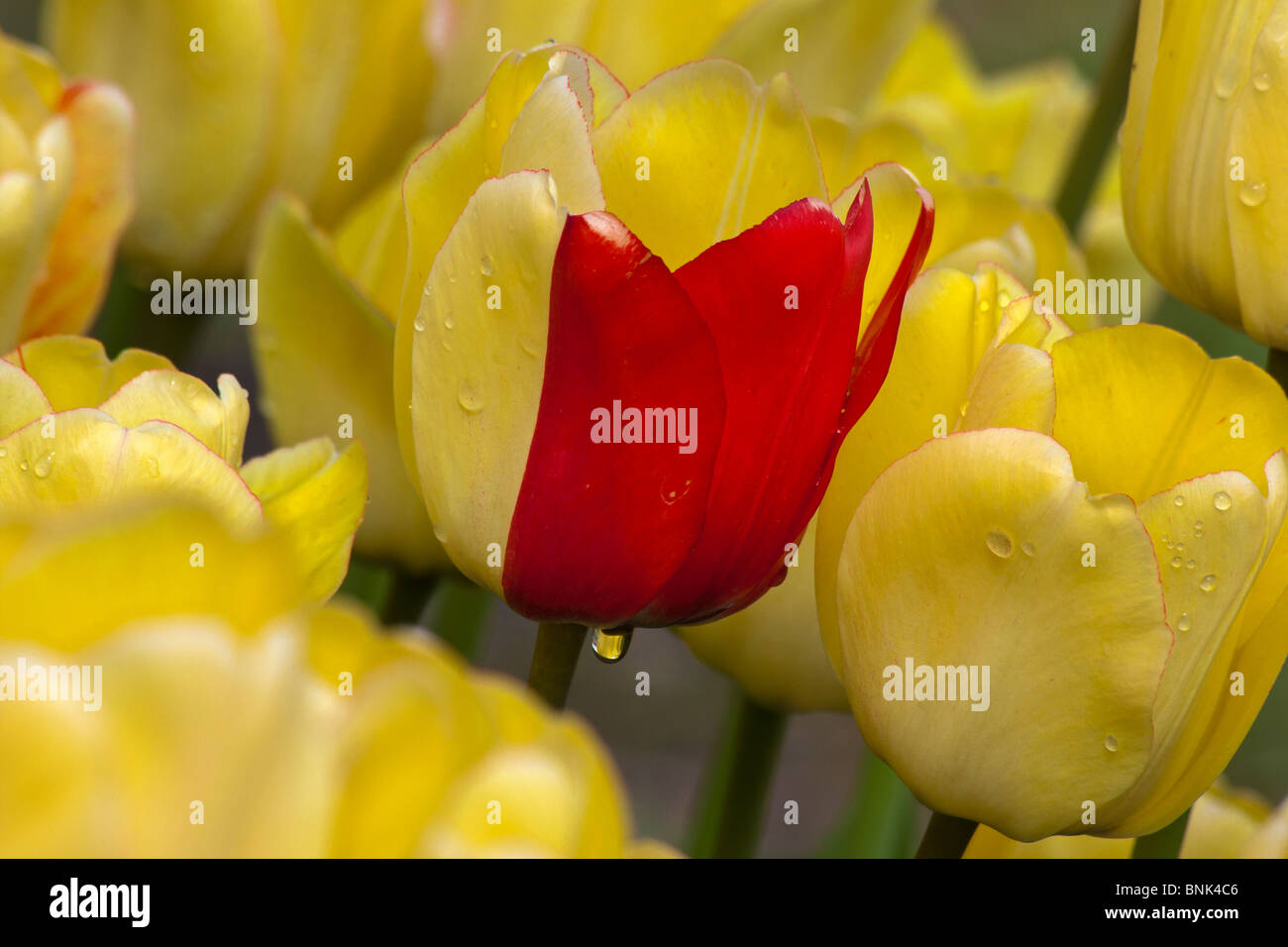 Yellow tulips with red color Blushing Beauty flowers from above overhead wallpaper phone for mobile wallpapers concept colour objects hi-res Stock Photo