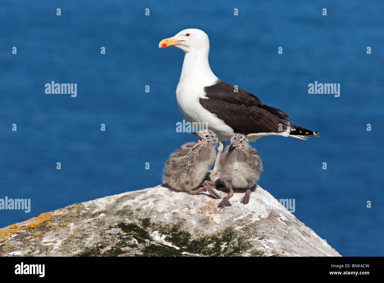 Great Black-backed Gull with chicks Stock Photo