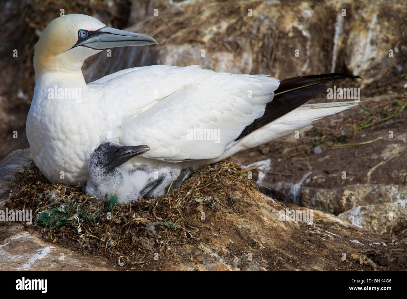 Adult Gannet and chick on nest Stock Photo