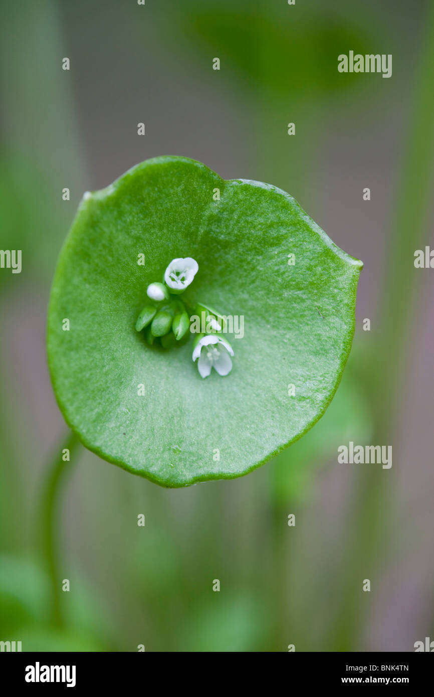 Spring Beauty;Montia perfoliata Stock Photo