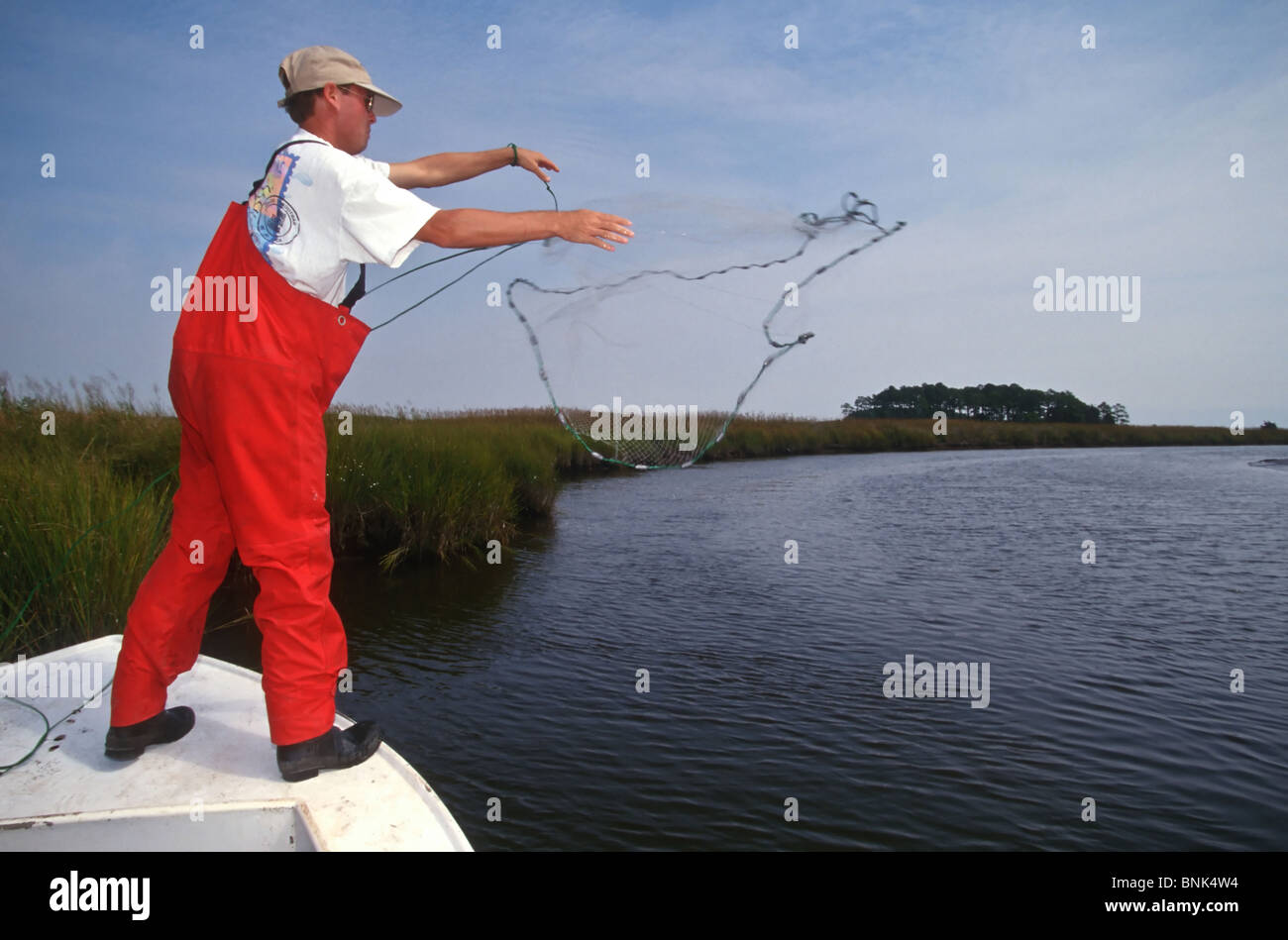 SHELLTOWN, MD, USA - 1997/09/25: A researcher for the Maryland Department of Natural Resources casts a net to look for signs of the flesh eating Pfiesteria disease on fish stocks in the Pocomoke River along the Chesapeake Bay September 25, 1997 in Shelltown, Maryland. The outbreak caused a loss of $43 million dollars in fishing revenue and is believed to be caused by the runoff of chicken manure from farms in the area. (Photo by Richard Ellis) Stock Photo