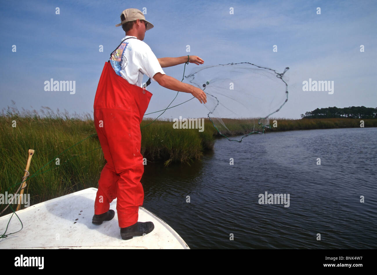 SHELLTOWN, MD, USA - 1997/09/25: A researcher for the Maryland Department of Natural Resources casts a net to look for signs of the flesh eating Pfiesteria disease on fish stocks in the Pocomoke River along the Chesapeake Bay September 25, 1997 in Shelltown, Maryland. The outbreak caused a loss of $43 million dollars in fishing revenue and is believed to be caused by the runoff of chicken manure from farms in the area. (Photo by Richard Ellis) Stock Photo