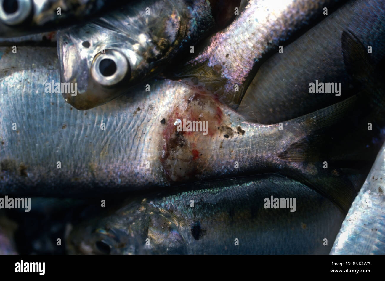 SHELLTOWN, MD, USA - 1997/09/25: Menhaden fish with open sores from the flesh eating Pfiesteria disease outbreak in the Pocomoke River along the Chesapeake Bay September 25, 1997 in Shelltown, Maryland. The outbreak caused a loss of $43 million dollars in fishing revenue and is believed to be caused by the runoff of chicken manure from farms in the area. (Photo by Richard Ellis) Stock Photo