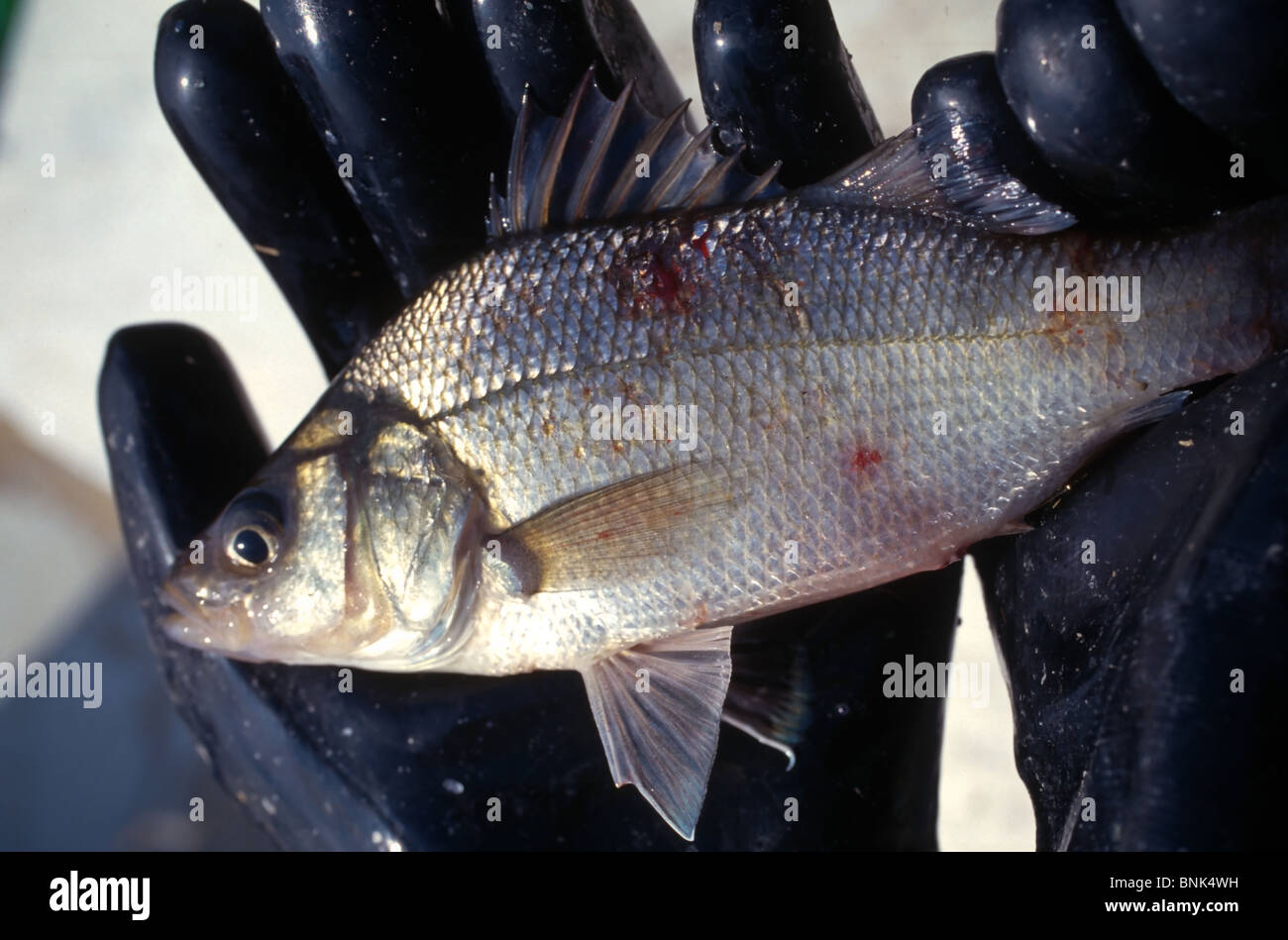 SHELLTOWN, MD, USA - 1997/09/25: A marine biologist holds a Menhaden fish with open sores from the flesh eating Pfiesteria disease outbreak in the Pocomoke River along the Chesapeake Bay September 25, 1997 in Shelltown, Maryland. The outbreak caused a loss of $43 million dollars in fishing revenue and is believed to be caused by the runoff of chicken manure from farms in the area. (Photo by Richard Ellis) Stock Photo