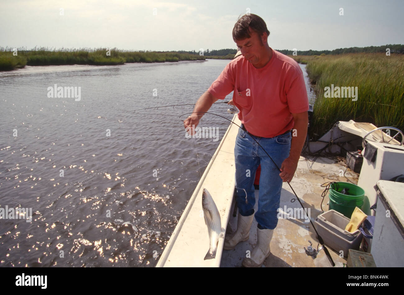 SHELLTOWN, MD, USA - 1997/09/25: A researcher for the Maryland Department of Natural Resources captures Menhaden fish for signs of the flesh eating Pfiesteria disease in the Pocomoke River along the Chesapeake Bay September 25, 1997 in Shelltown, Maryland. The outbreak caused a loss of $43 million dollars in fishing revenue and is believed to be caused by the runoff of chicken manure from farms in the area. (Photo by Richard Ellis) Stock Photo