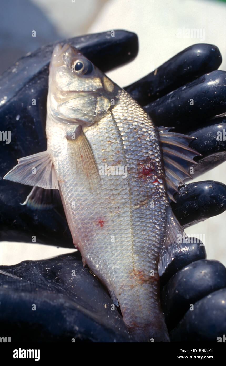 SHELLTOWN, MD, USA - 1997/09/25: A marine biologist holds a Menhaden fish with open sores from the flesh eating Pfiesteria disease outbreak in the Pocomoke River along the Chesapeake Bay September 25, 1997 in Shelltown, Maryland. The outbreak caused a loss of $43 million dollars in fishing revenue and is believed to be caused by the runoff of chicken manure from farms in the area. (Photo by Richard Ellis) Stock Photo
