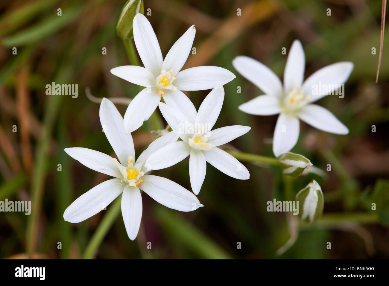 Star of Bethlehem; Ornithogalum umbellatum Stock Photo
