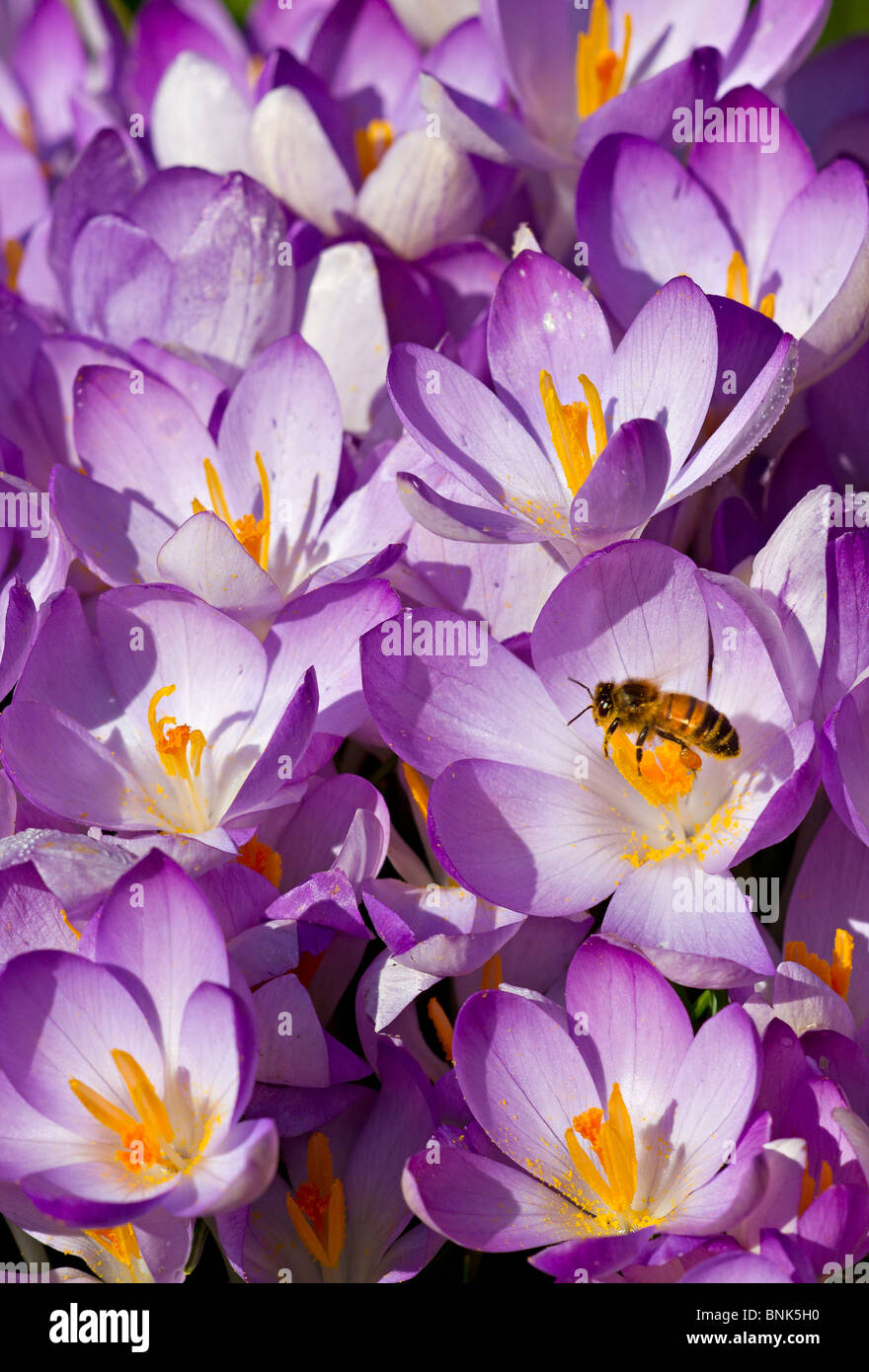 A single Honeybee (Apis mellifera) gathering pollen from lilac crocuses in early Spring in Sussex, UK Stock Photo