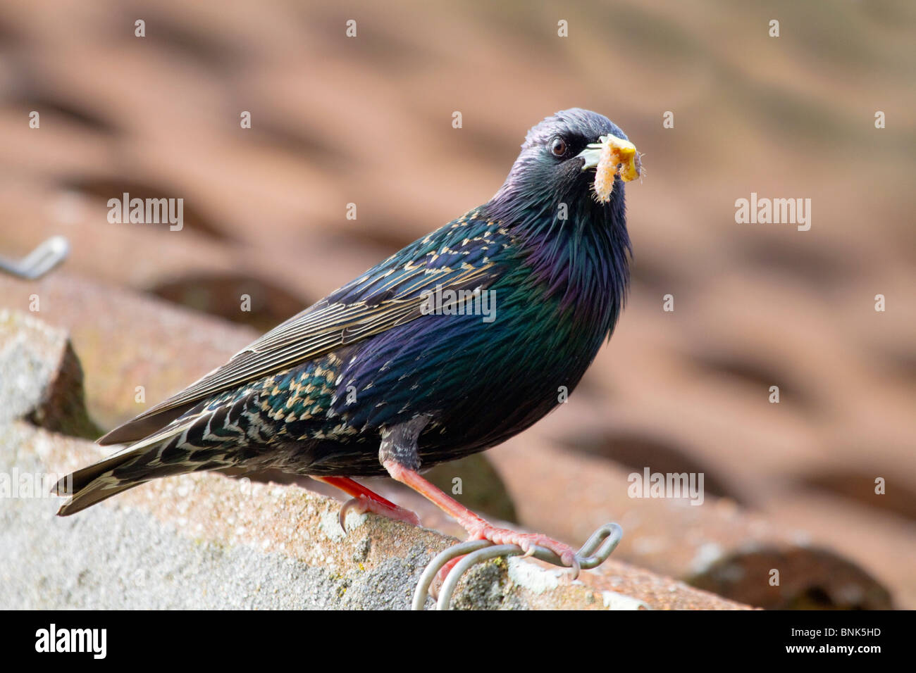 Starling; Sternus vulgaris; with insect Stock Photo