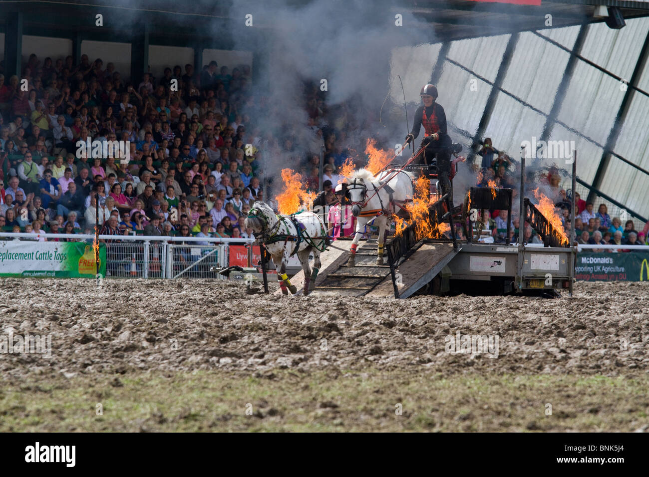 Chariots of fire horse display at the Royal Welsh show in Bridgend, Wales Stock Photo