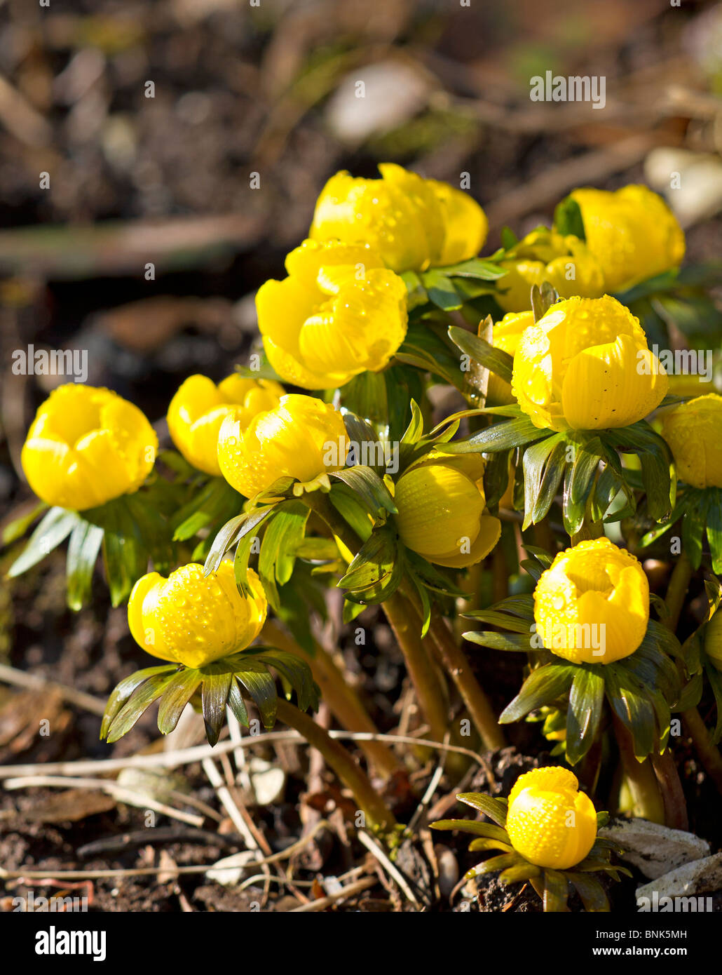 Yellow Winter Aconite flowers (Eranthus hymalis) in early Spring in Sussex, England Stock Photo