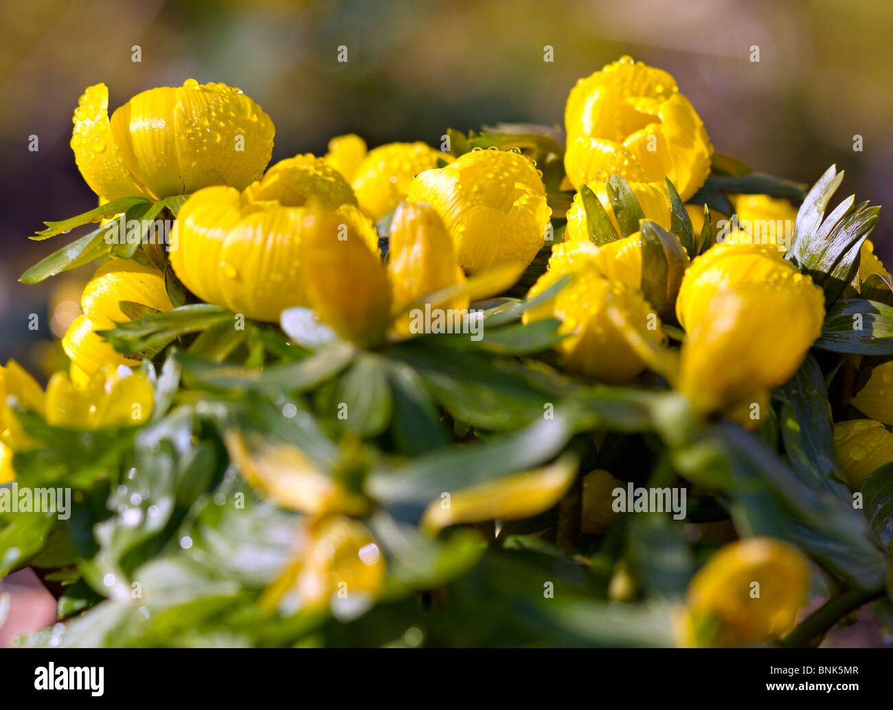 Yellow Winter Aconite flowers (Eranthus hymalis) in early Spring in Sussex, England Stock Photo