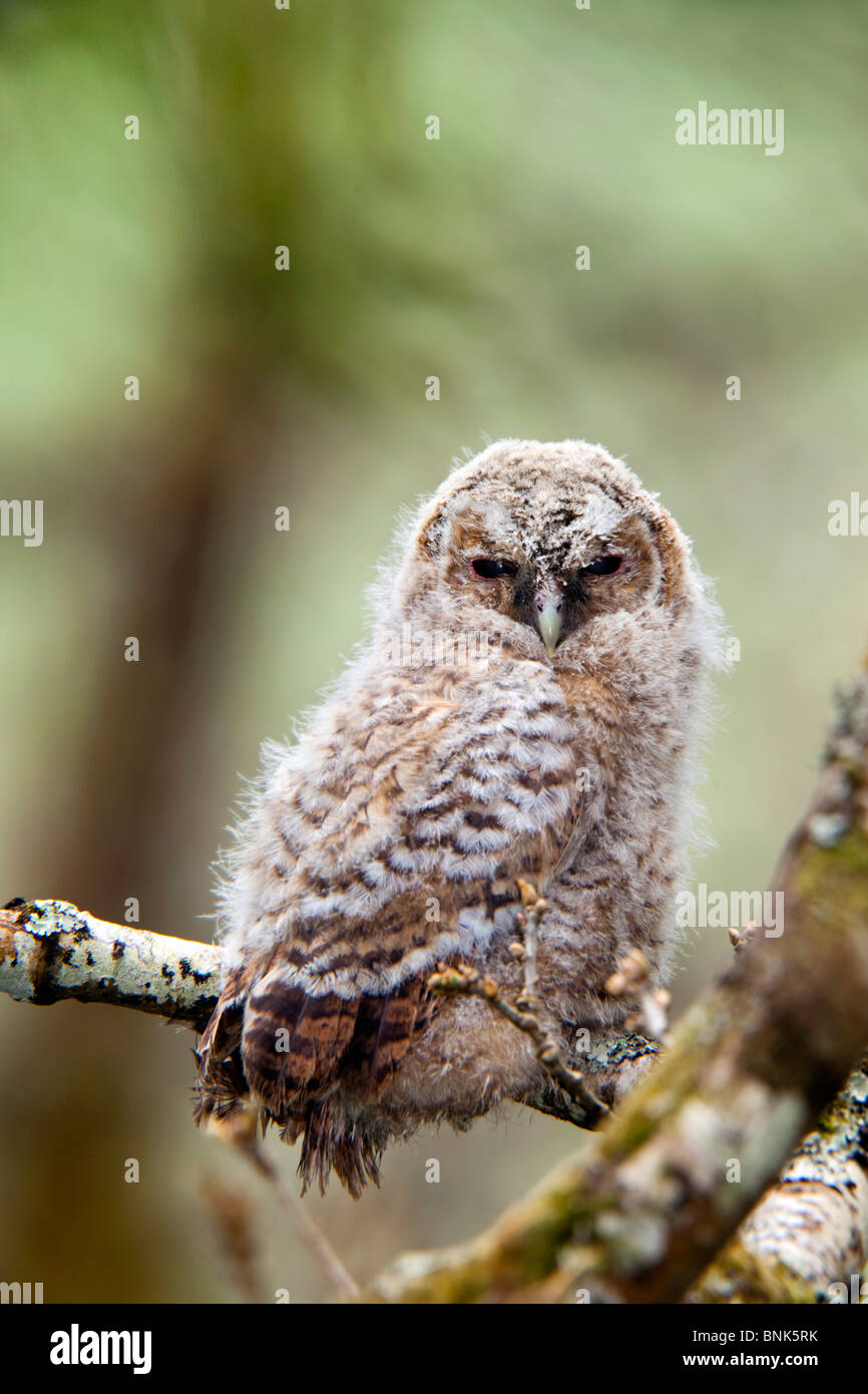 Tawny Owl; Strix aluco; juvenile branching; Cornwall Stock Photo
