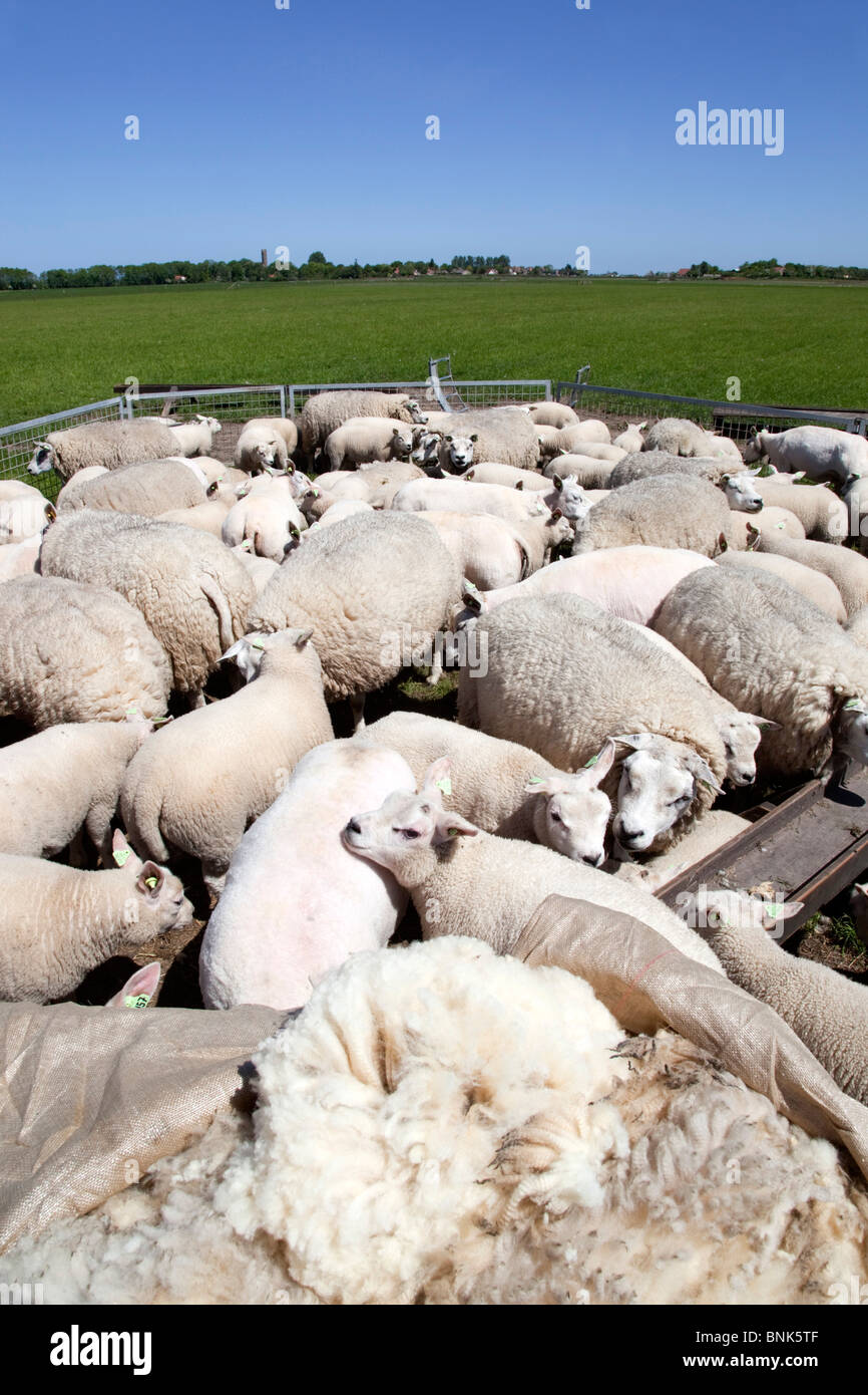 Texel sheep; Texel; Netherlands Stock Photo