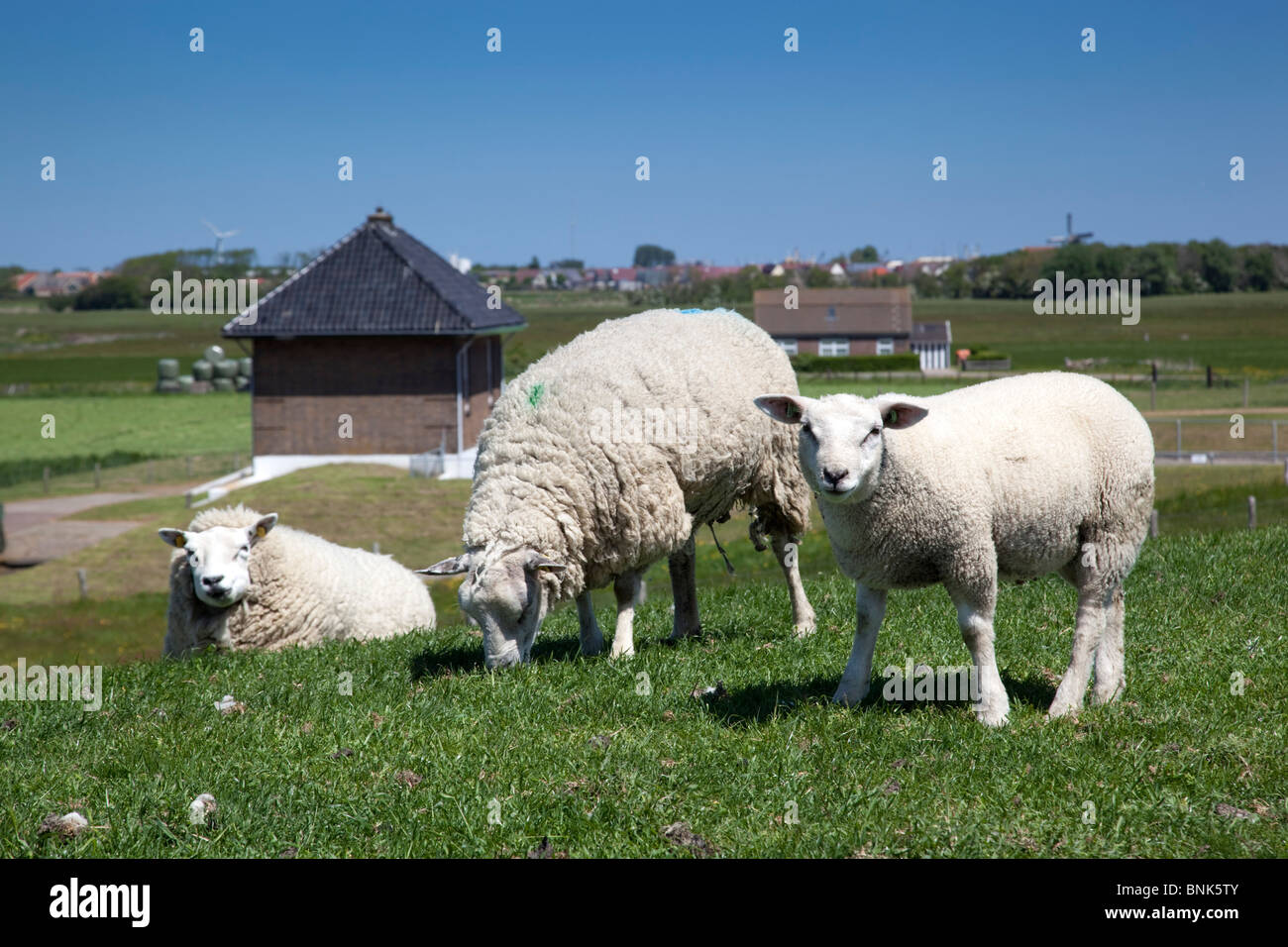 Texel sheep near Oudeschild; Texel; Netherlands Stock Photo