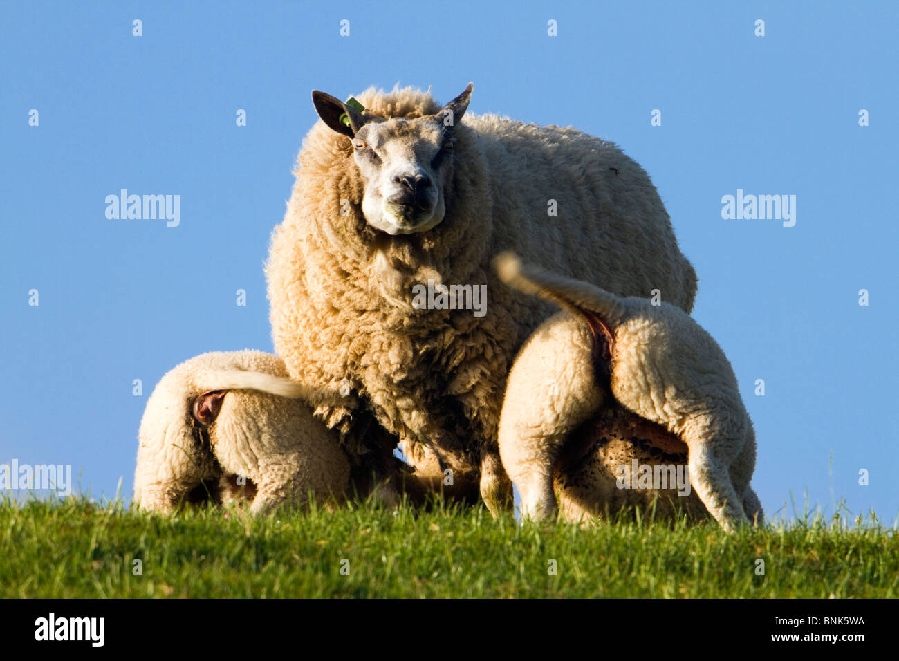 Texel sheep suckling; Texel; Netherlands Stock Photo