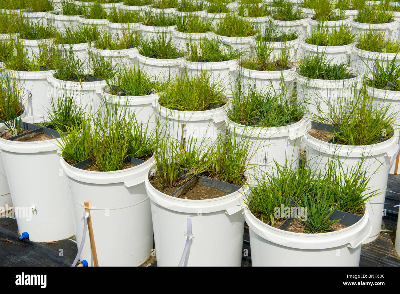 plant experiment running run plantation test trial attempt grow growing seeds green grass corns