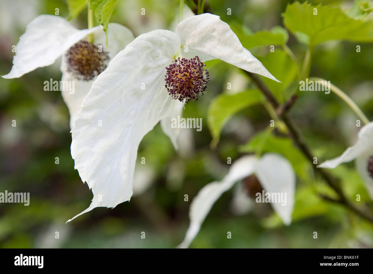 Trebah garden; Cornwall; handkerchief tree in flower Stock Photo