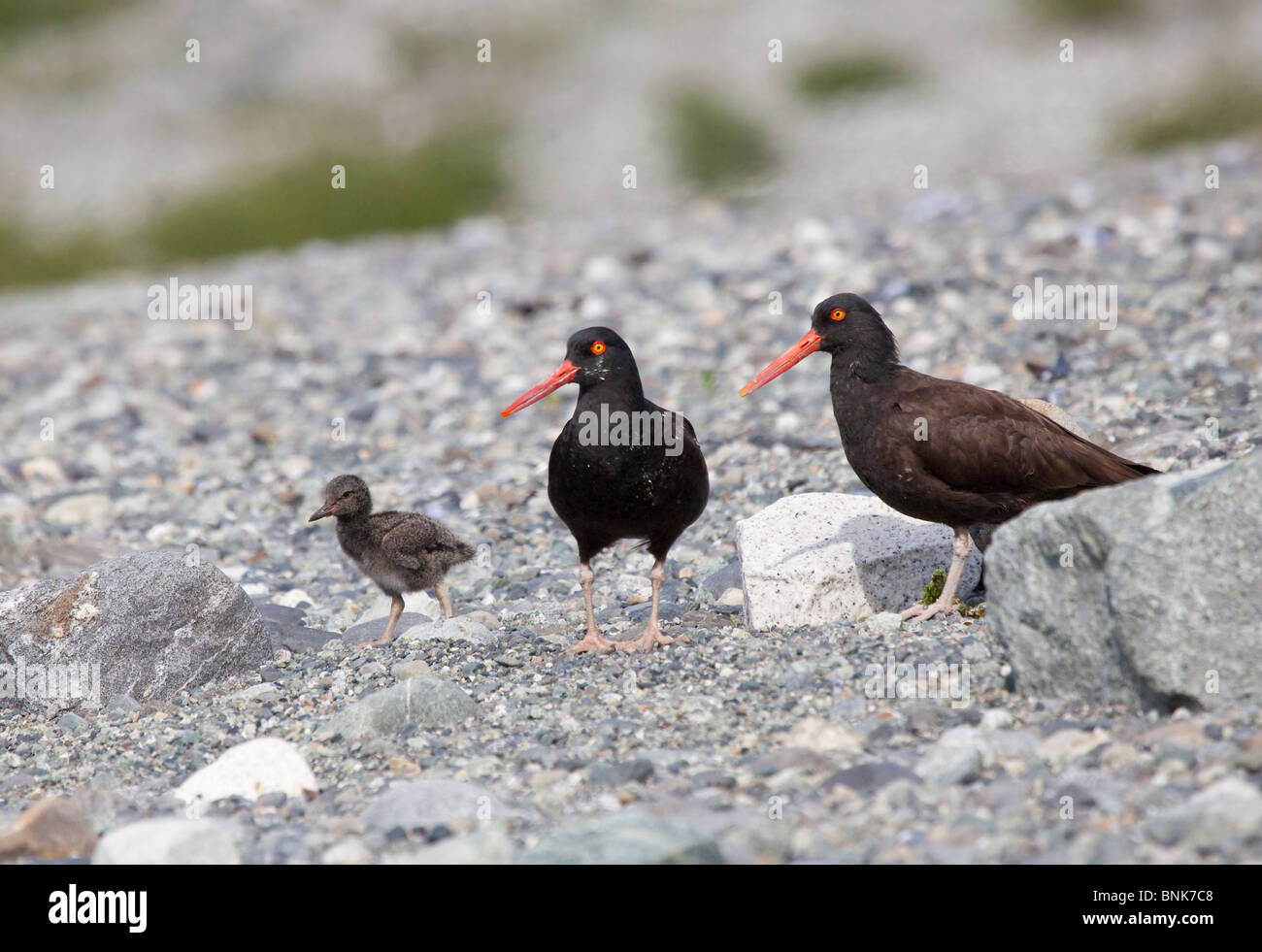 Glacier Bay: Oystercatchers Glacier Bay: Oystercatchers
