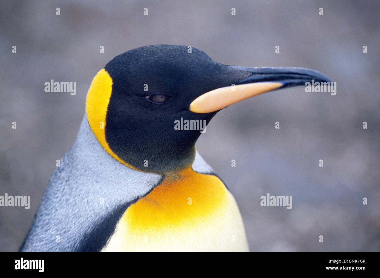 Orange plumage on the head and upper chest identify King Penguins, like this one on South Georgia Island in the South Atlantic Ocean near Antarctica. Stock Photo