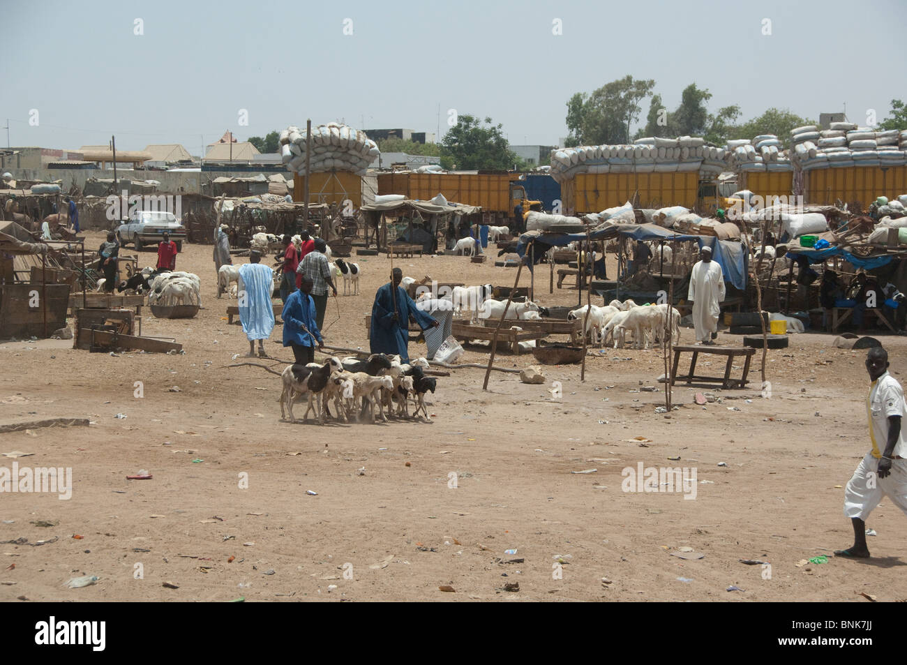 Africa, Senegal, Dakar. Capital city of Dakar. Downtown goat & sheep market. Stock Photo