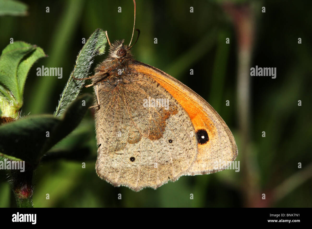 Meadow Brown Butterfly Maniola jurtina Family Nymphalidae a grassland butterfly Stock Photo