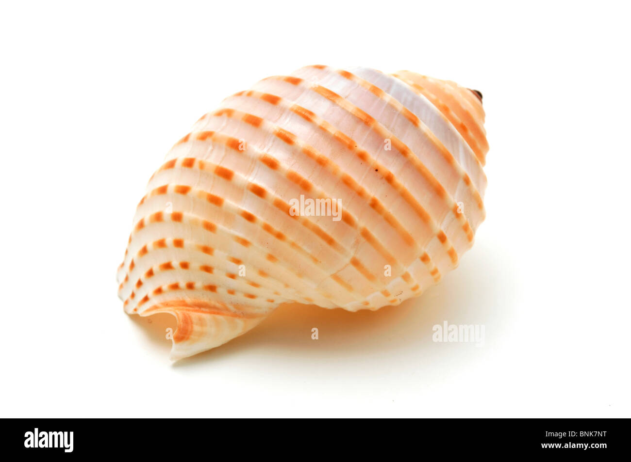 Seashell on a white background Stock Photo