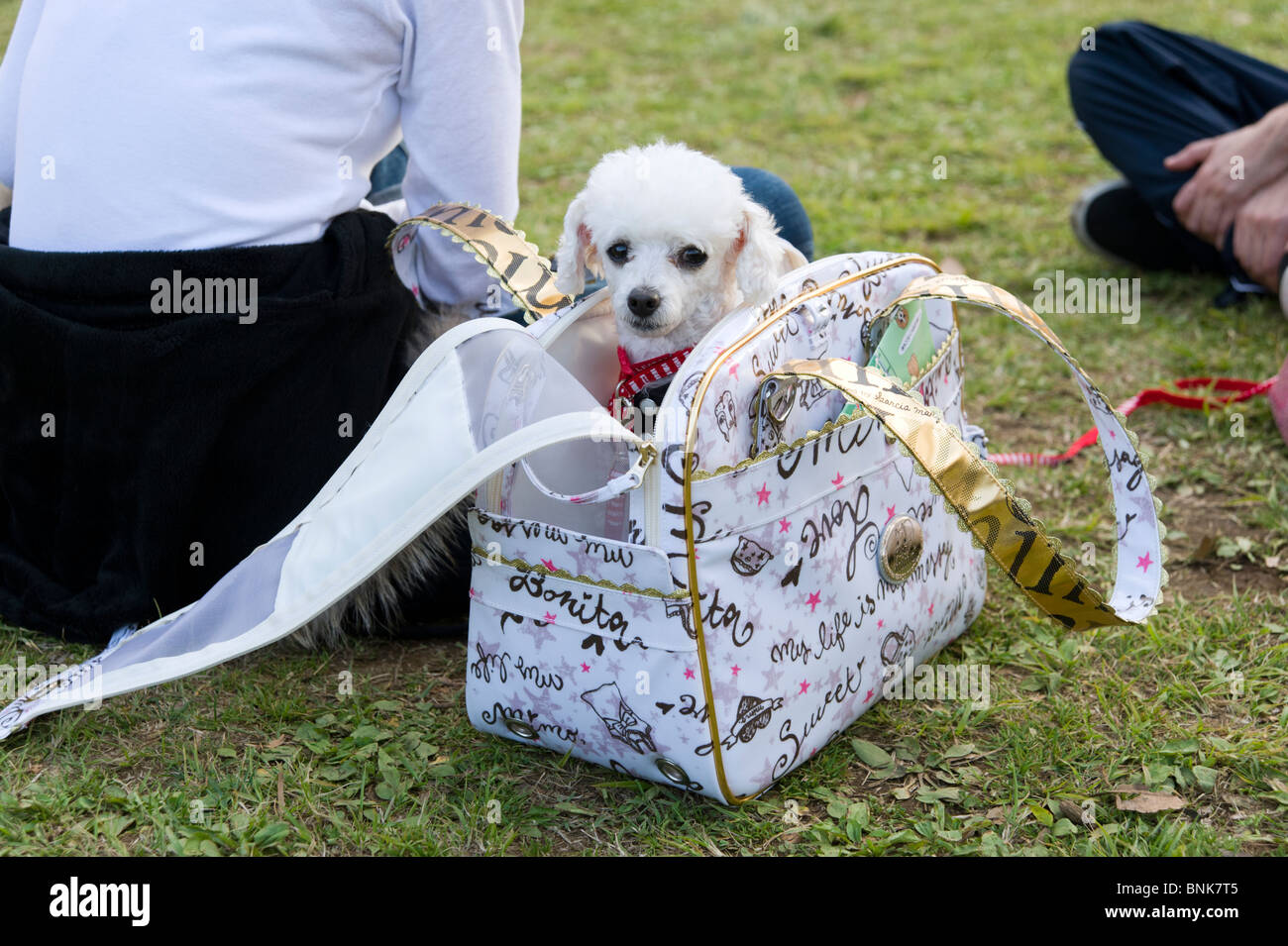 Woman carrying miniature pedigree dog in fashionable woman's handbag, Tokyo, Japan Stock Photo
