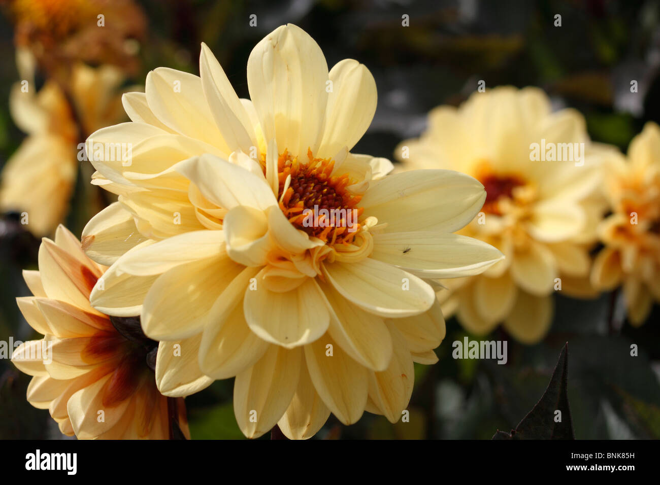 Asteraceae Dahlia, Chic (yellow) ball flower with dark foliage. Small