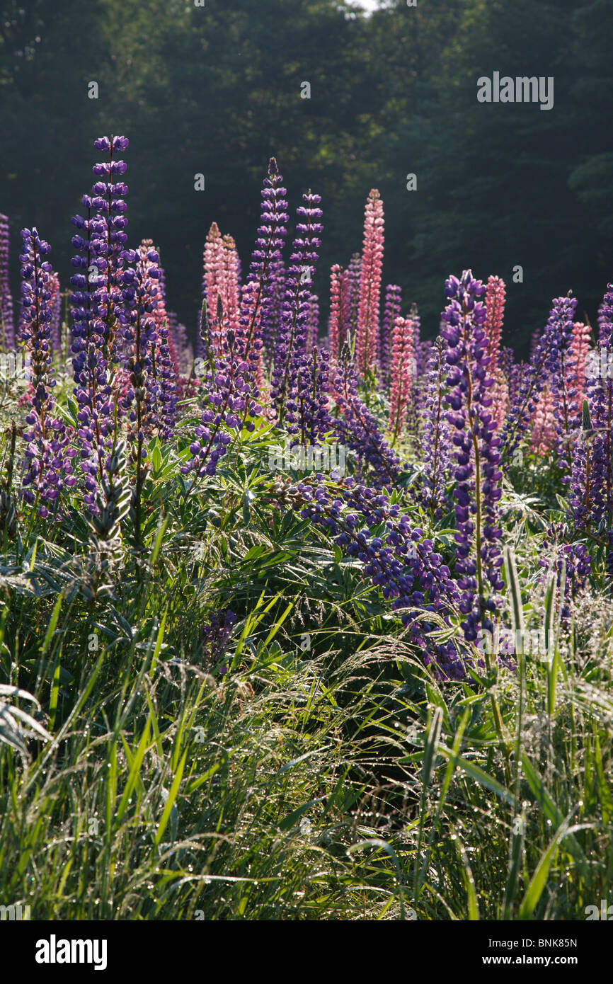 Lupine festival sugar hill hires stock photography and images Alamy