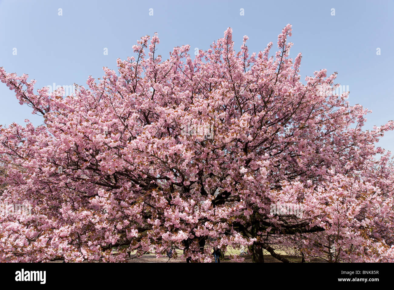 Cherry blossom tree in Shinjuku Imperial Garden, Tokyo, Japan Stock Photo