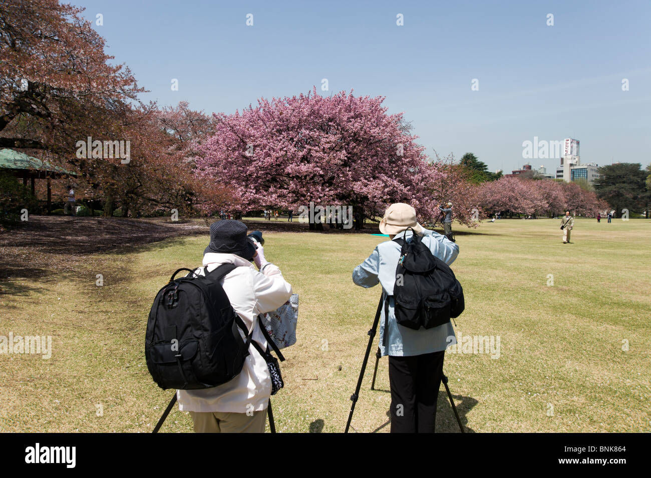 People taking photos of cherry blossom tree in Shinjuku Gyoen, Tokyo ...