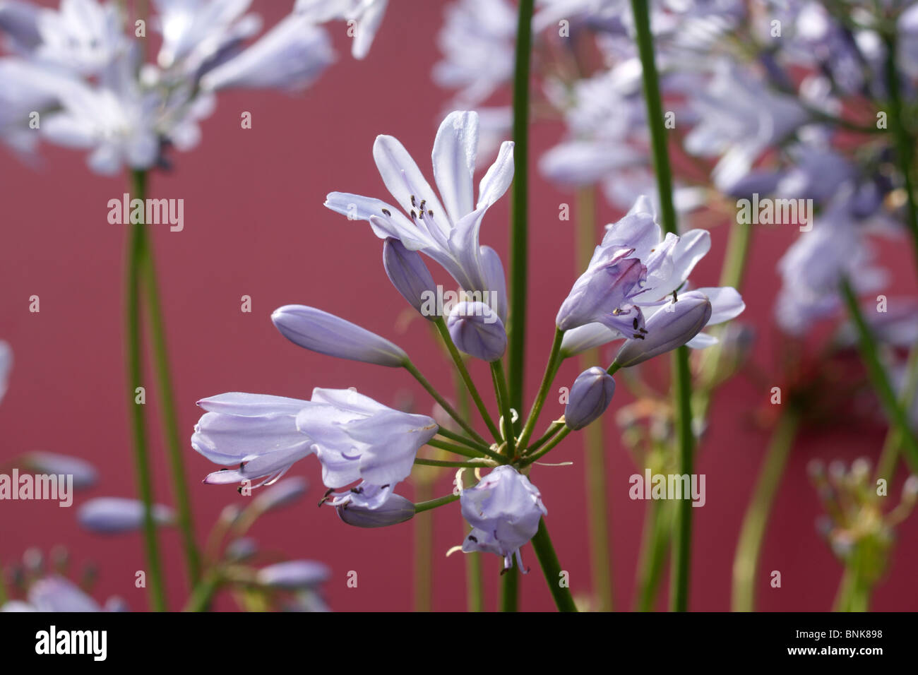 Agapanthus 'Streamline', African lily 'Streamline','Streamline' is a small, semi-evergeen perennial with clumps of strap-like, mid-green leaves and open, mid-blue flowerheads borne on strong stems in summer to early autumn. Stock Photo